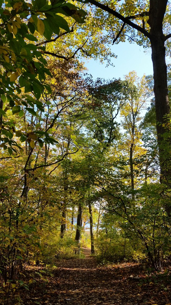 Forest with light filtering through and a dirt path