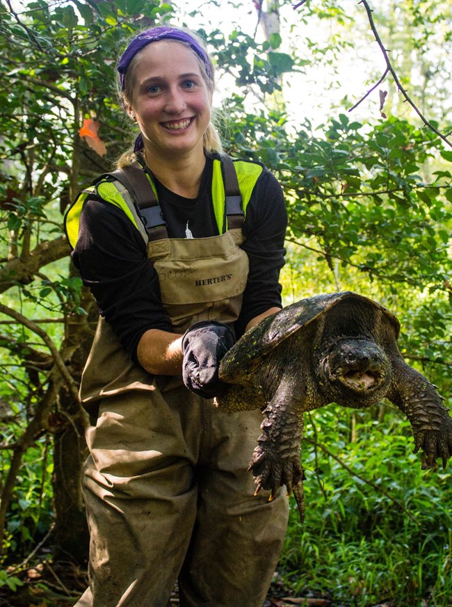 reptile and amphibian inventory an inventory crew member holds up a snapping turtle