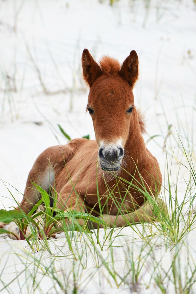 A chestnut-colored foal lies on snow, facing the camera