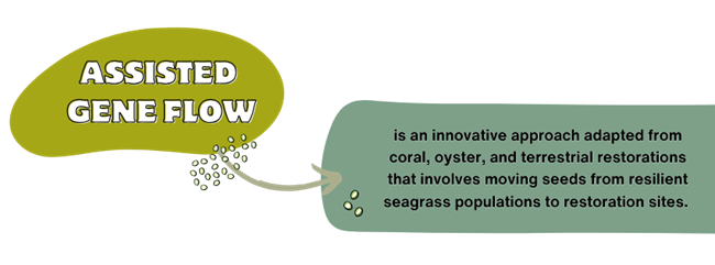 Text that is described in the content, including the definition of assisted gene flow. The text is on a yellow and teal background, with seed icons and an arrow pointing to the definition from the words "Assisted Gene Flow"