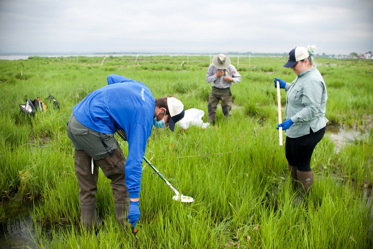 Two interns and a park scientist stand in a green marsh on a sunny day