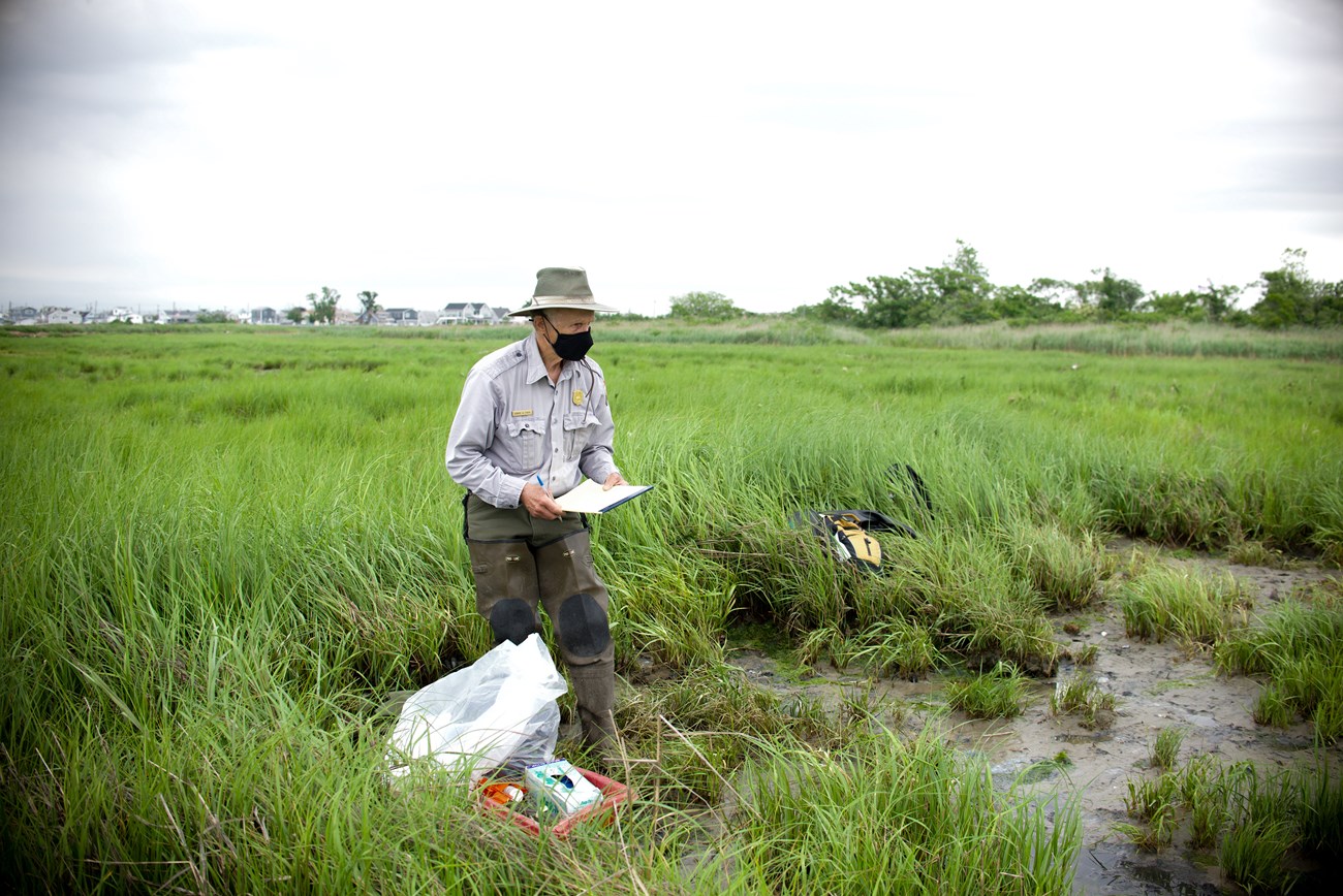 A park scientists stands holding a clipboard in a salt marsh