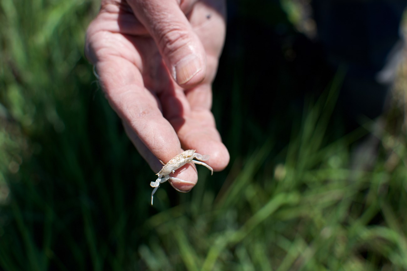 A finger balancing the dried, pink molt of a Blue Crab