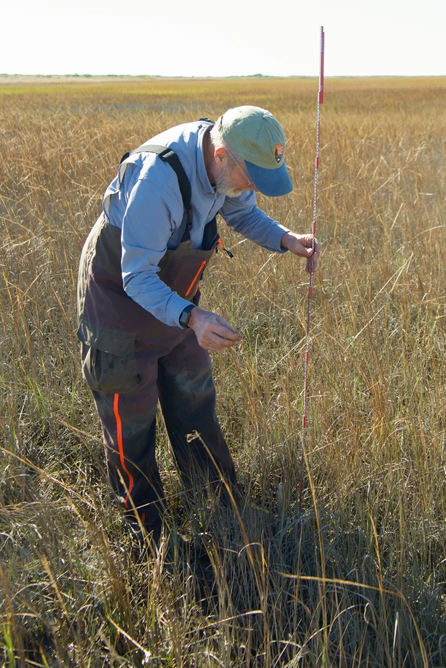 Field crew member measuring height of salt marsh vegetation