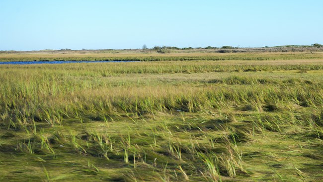 An expanse of green vegetated salt marsh at sunset