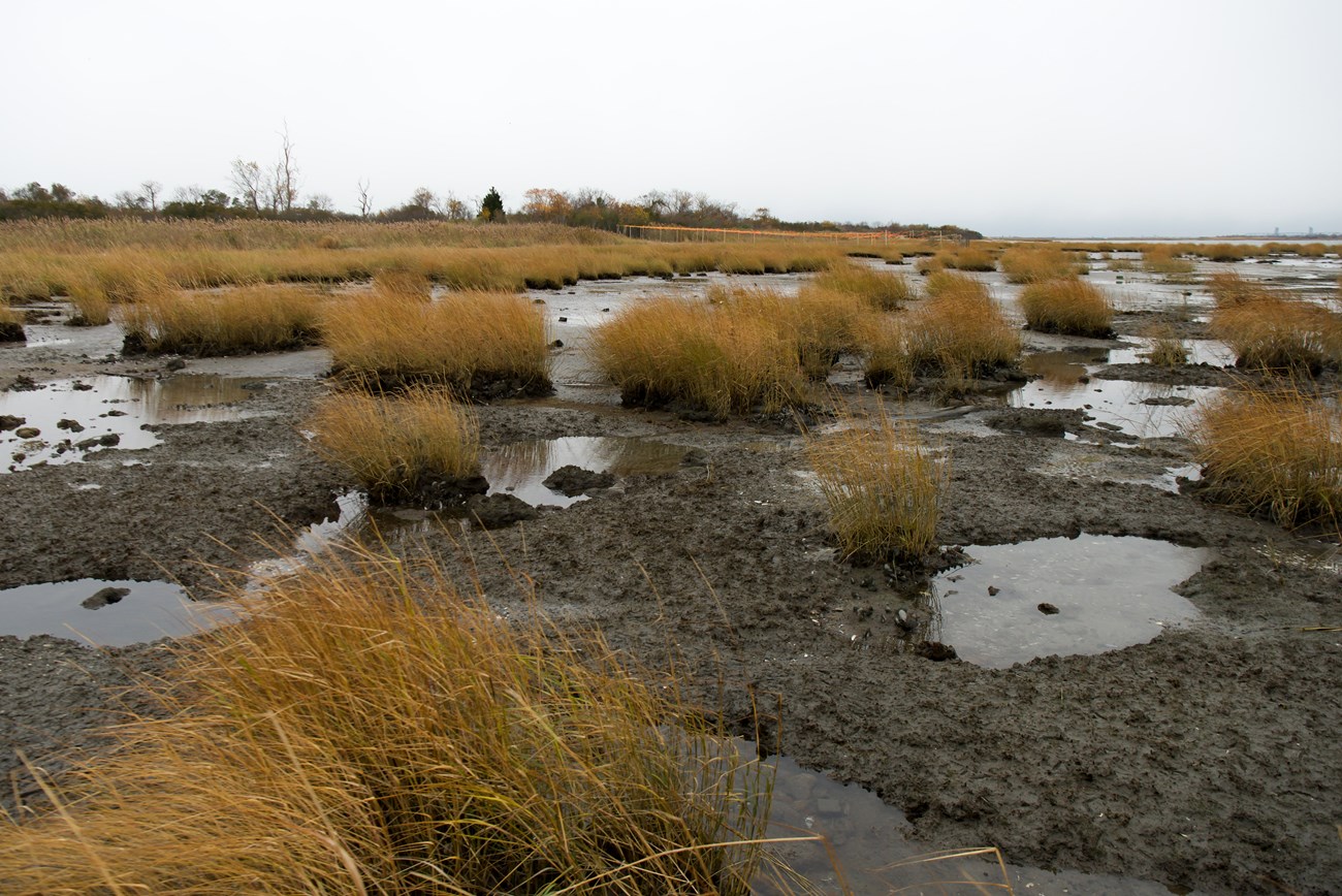 A muddy salt marsh with pockets of water and yellow vegetation