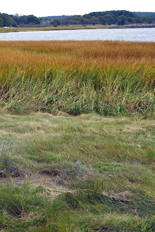 A green and amber vegetated salt marsh lies in front of a lake and distant hills