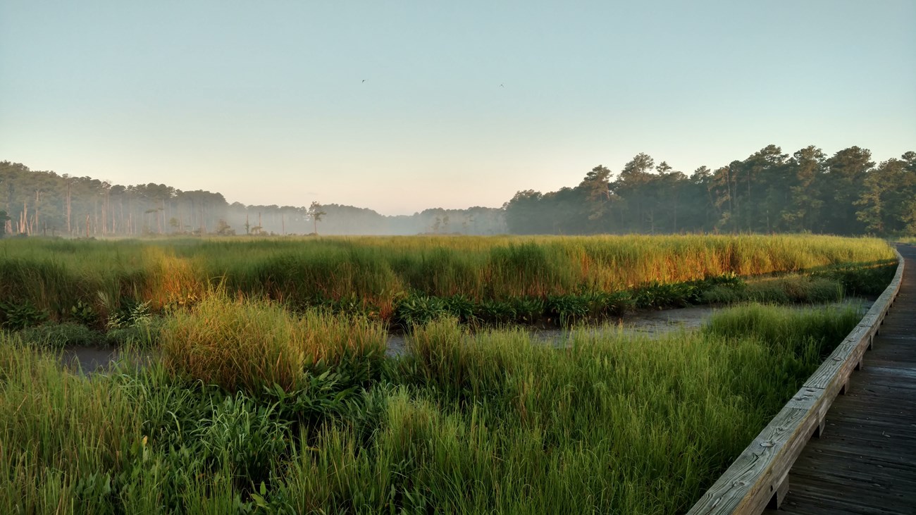 Salt marsh next to a boardwalk at sunset