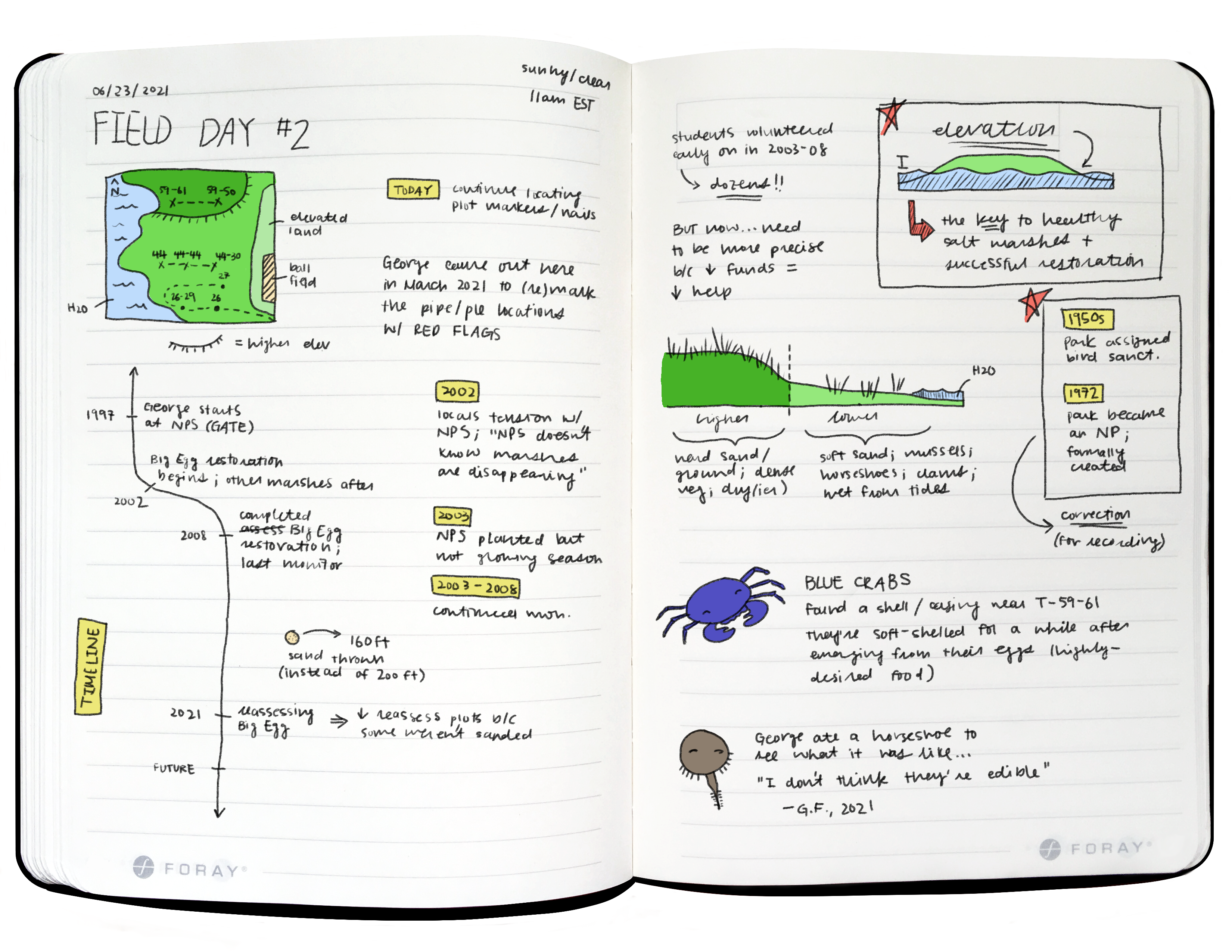 Notes from day two fieldwork at Big Egg Marsh