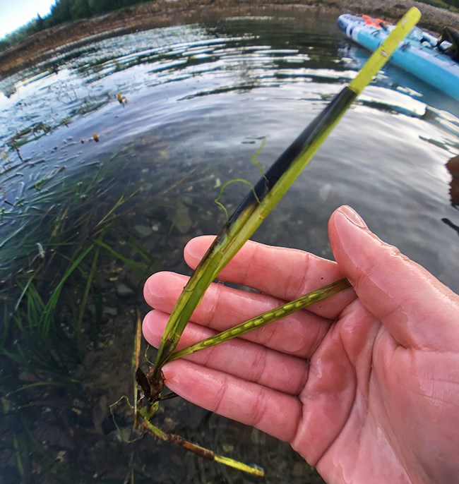 Hand holds seagrass blades, showing seeds beneath the blade surface.