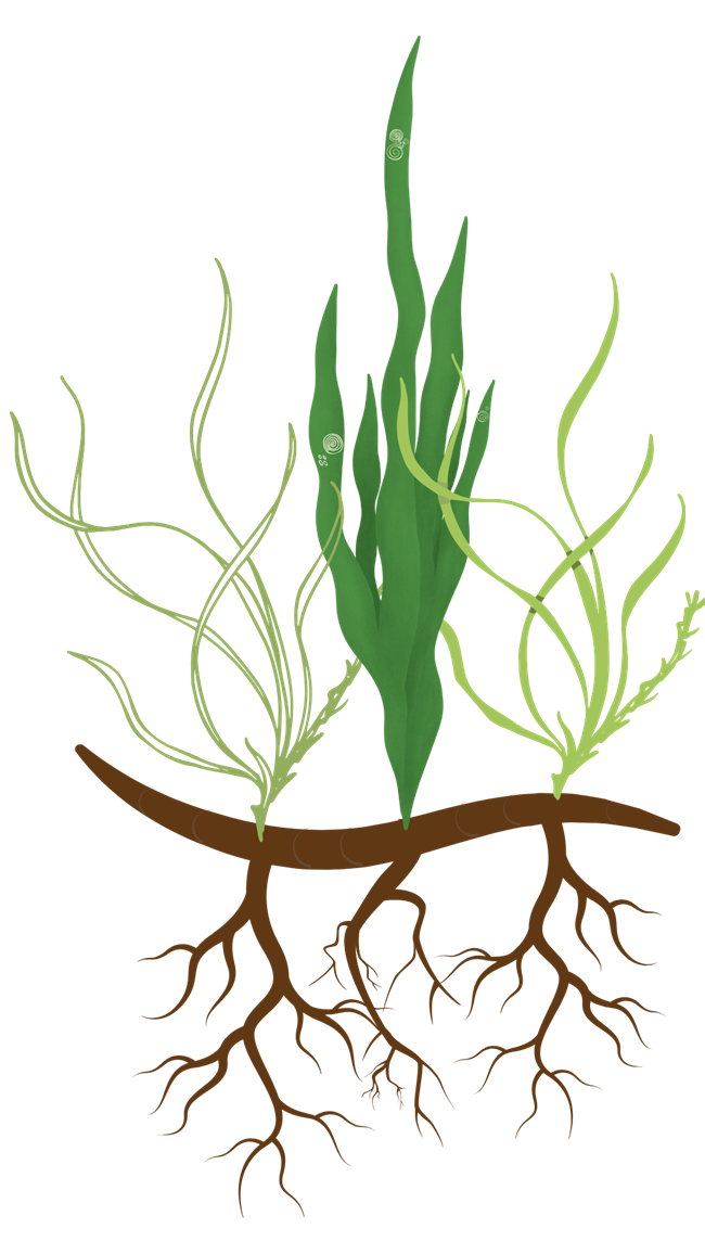 Seagrass shoots sprout from brown roots.