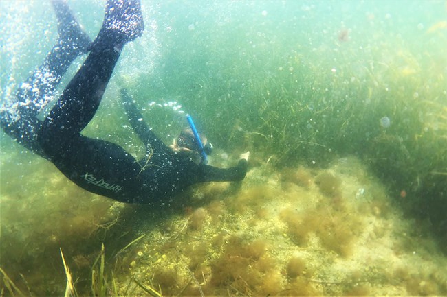A researcher wearing snorkeling goggles is underwater among seagrass