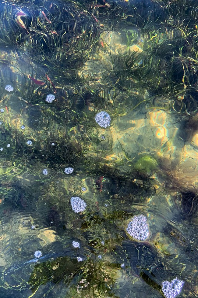 Bunches of seagrass beneath water