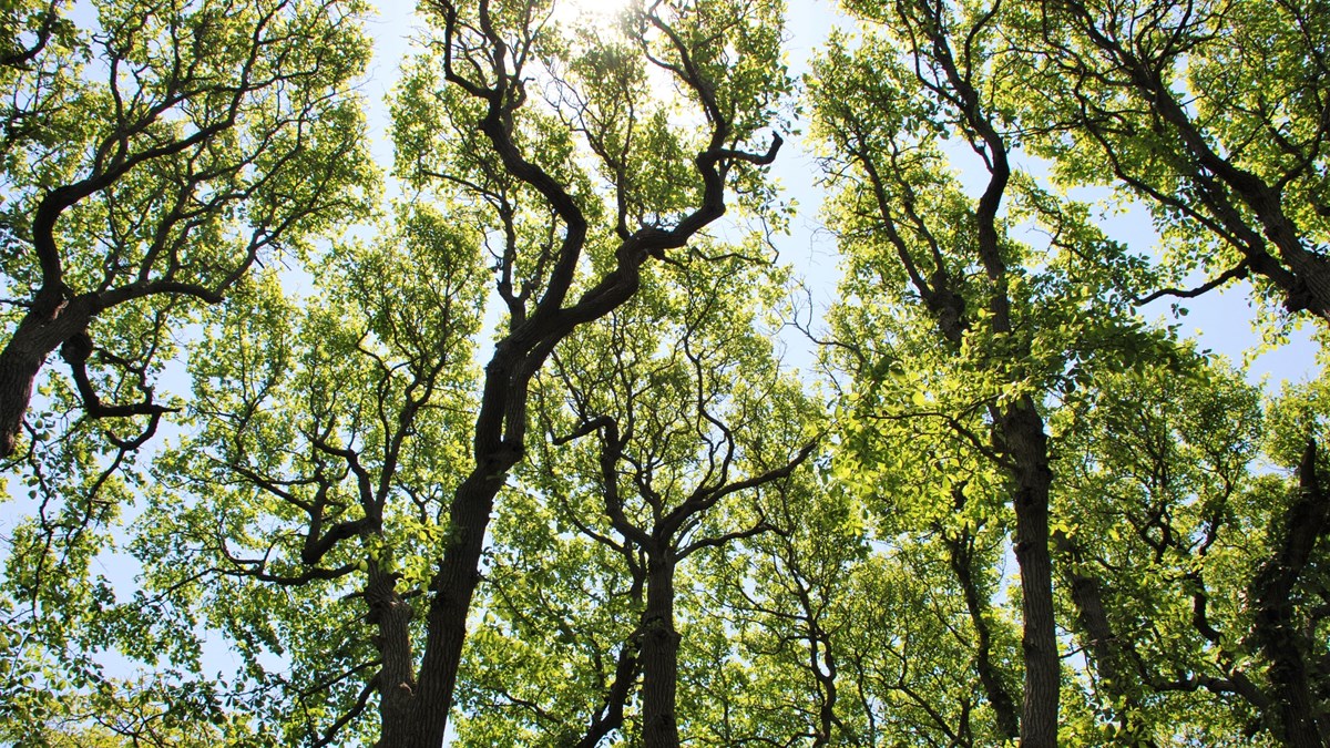 The top sections of trees with sunlight filtering through the green leaves