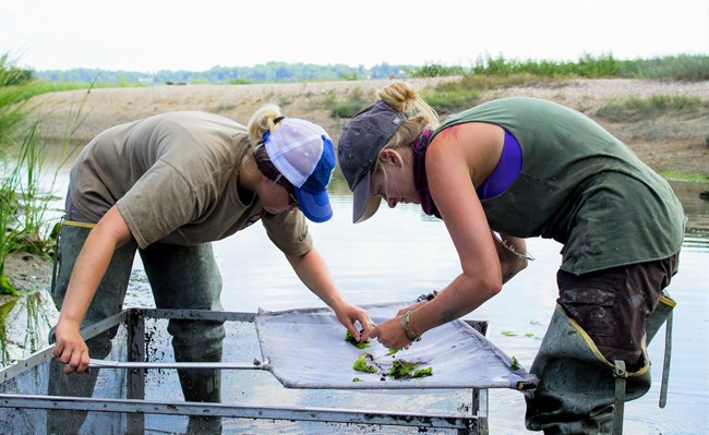 Two researchers sampling nekton in an estuary at Sagamore Hill National Historic Site. John Lee / NPS Photo