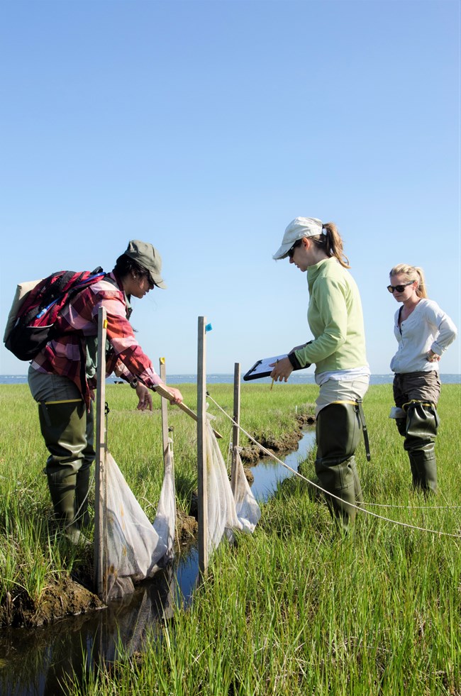 members of the salt marsh monitoring crew set up a ditch net used to sample nekton in mosquito ditches