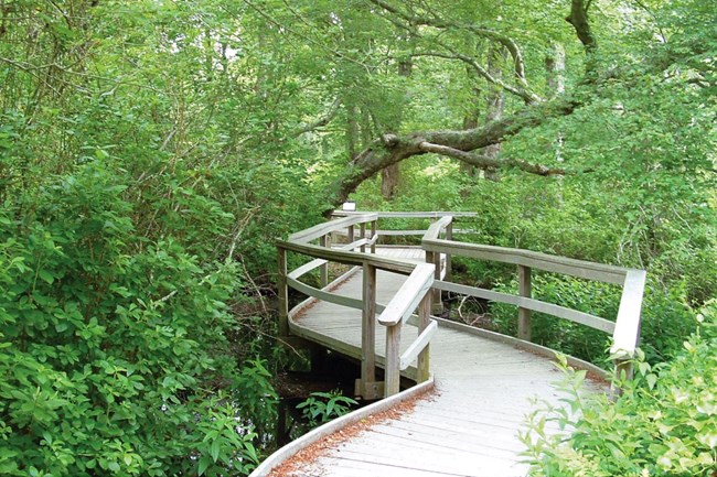 A boardwalk zig-zags into a vegetated area