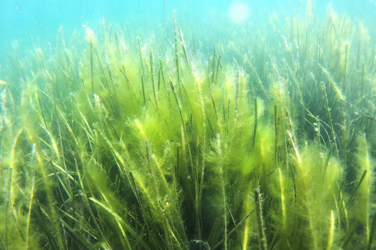 Underwater photo of a meadow of bright neon green seagrass. Some clumps look fuzzy in texture, others are long thin singular blades
