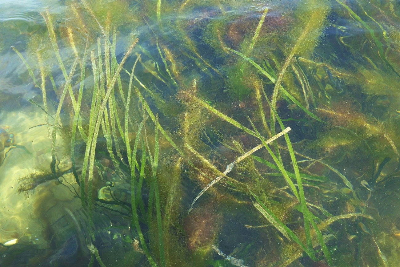 Above-water photo of blades of green seagrass leaning gently under the surface of the water.