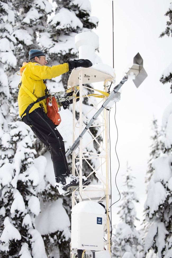 Staff repairing the OLYM Northwest Avalanche Center's weather station Man in yellow parka anchored to weather station scaffold in snowy forest