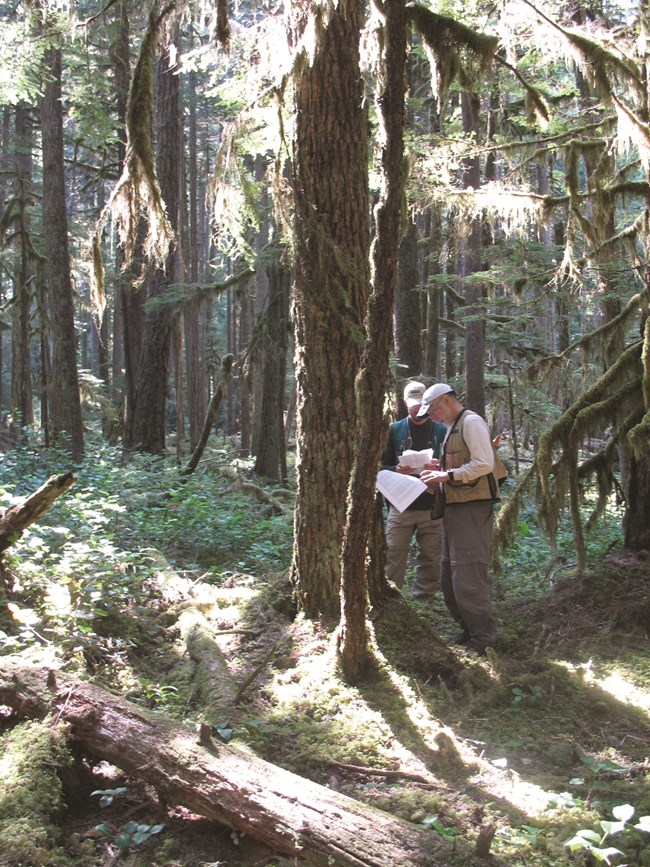Two researchers standing near a tree and collecting data in a forest plot