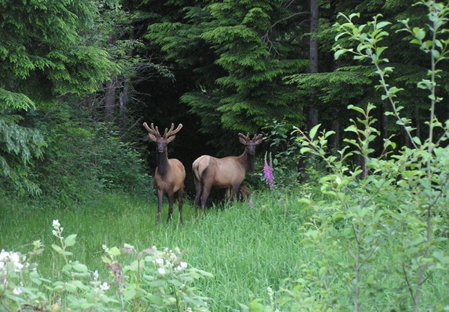 Two elk in a clearing at edge of forest