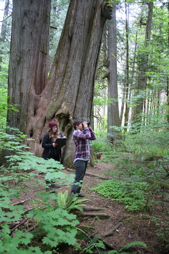 Two field crew members observing birds using binoculars and recording data in forest