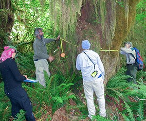 Forest monitoring crew measures large tree Four researchers stand around a very large tree in a forest. Two holding a yellow measuring tape to measure the tree circumference, and one takes notes on a clipboard. Large ferns grow around the base of the tree and lichens hang from above.