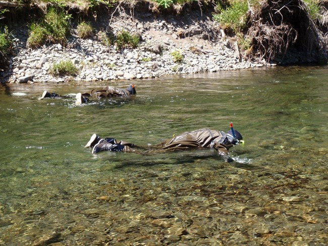 Person in drysuit snorkeling a river to survey for fish