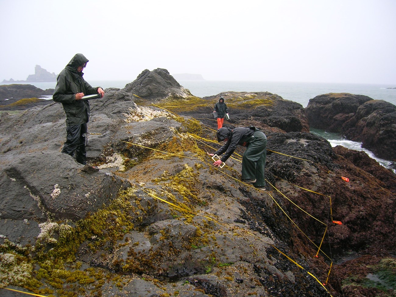 Three people in full rain gear collect data from a rocky intertidal plot marked by a series of measuring tapes laid out in a grid over different bands of mussels and algae clinging to the exposed rocks.