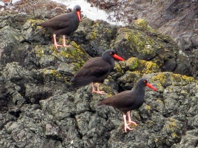 Three black birds with bright red beaks standing on rocks