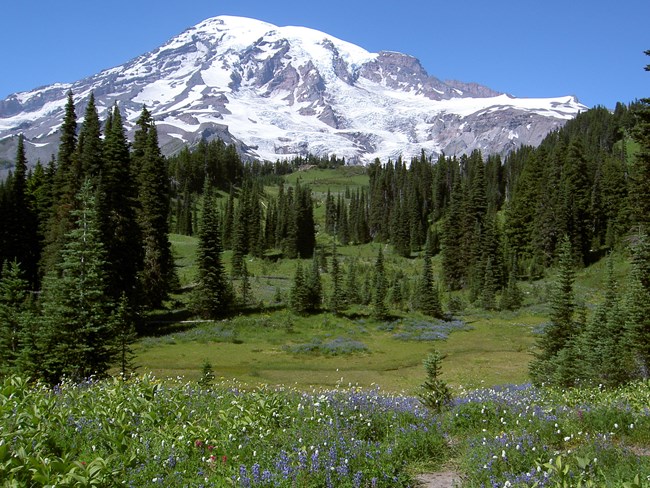 Wildflowers in mountain meadow with evergreens and glaciated mountain in distance