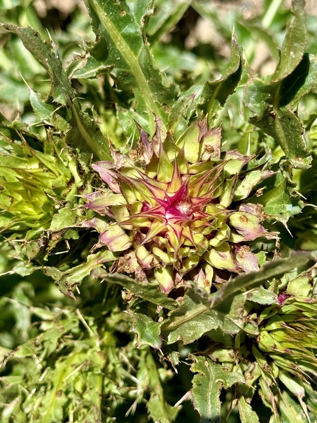 Scotch thistle, a highly invasive species in Zion, thrives in disturbed areas and crowds out native plants. Spiny thistle plant with a purple-pink flower bud surrounded by jagged green leaves.