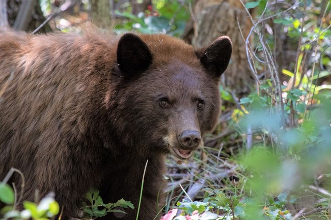 American black bear NPS J. Stringfield Cinnamon-colored black bear walking through dry leaf litter.