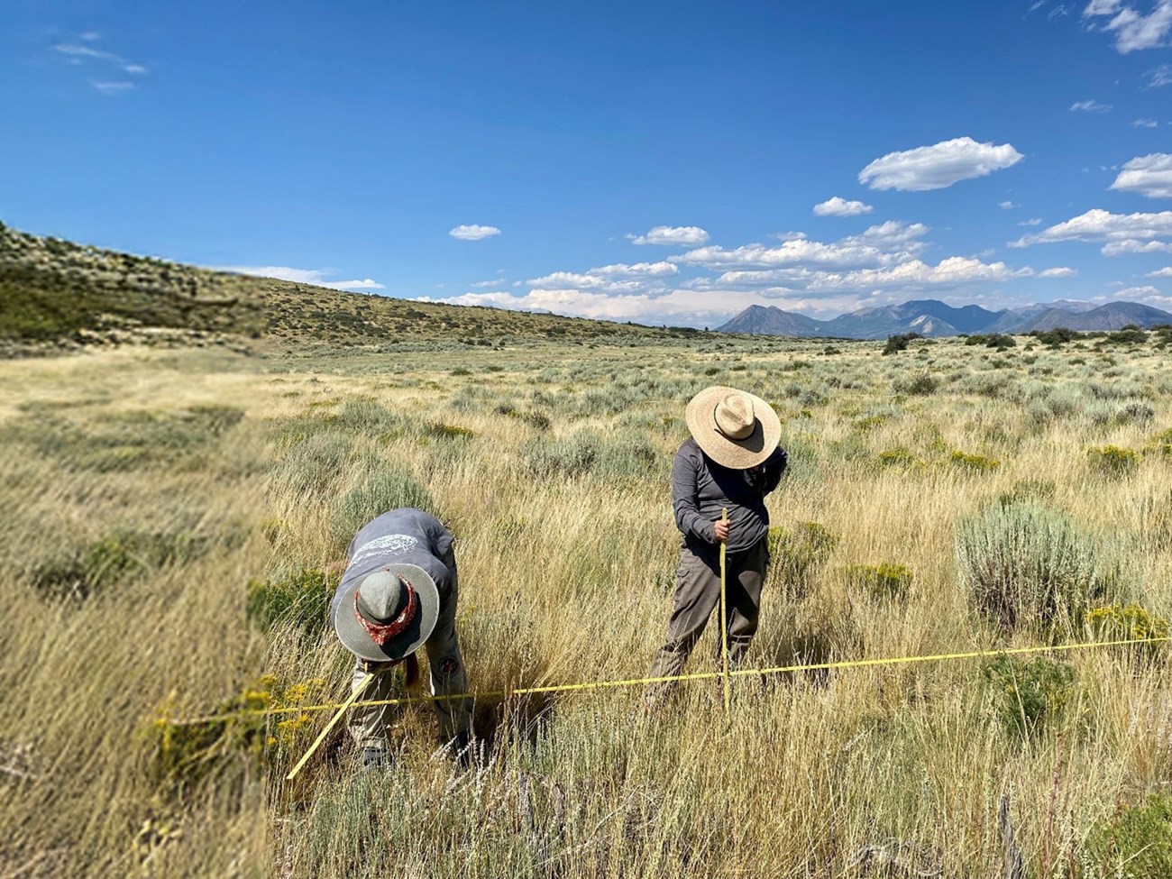 Crew members collecting upland vegetation data. Two field crew members measure vegetation in a dry, grassy landscape.