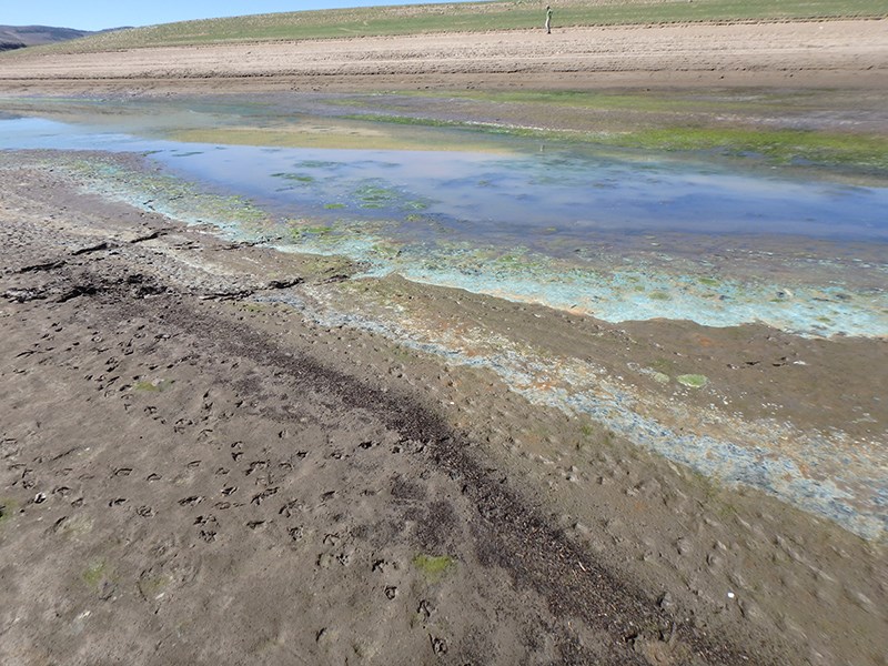 Lakeshore with bright-green algae growing in water