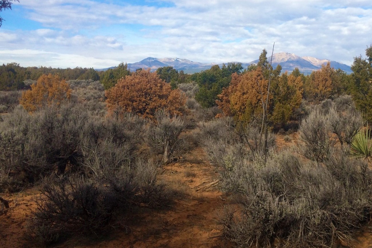 Even juniper trees, which are native to semi-arid/arid habitats, are susceptible to stress and death from severe or prolonged drought conditions. Juniper trees and sagebrush grow in red soil, mountains in background. Some of the trees are orange instead of green.