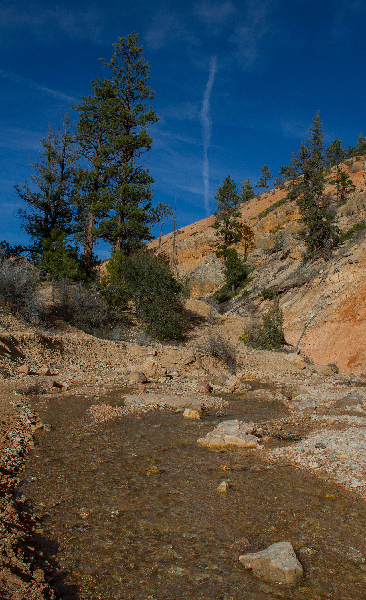 Stream flows next to red rock wall, with pine trees and blue sky.