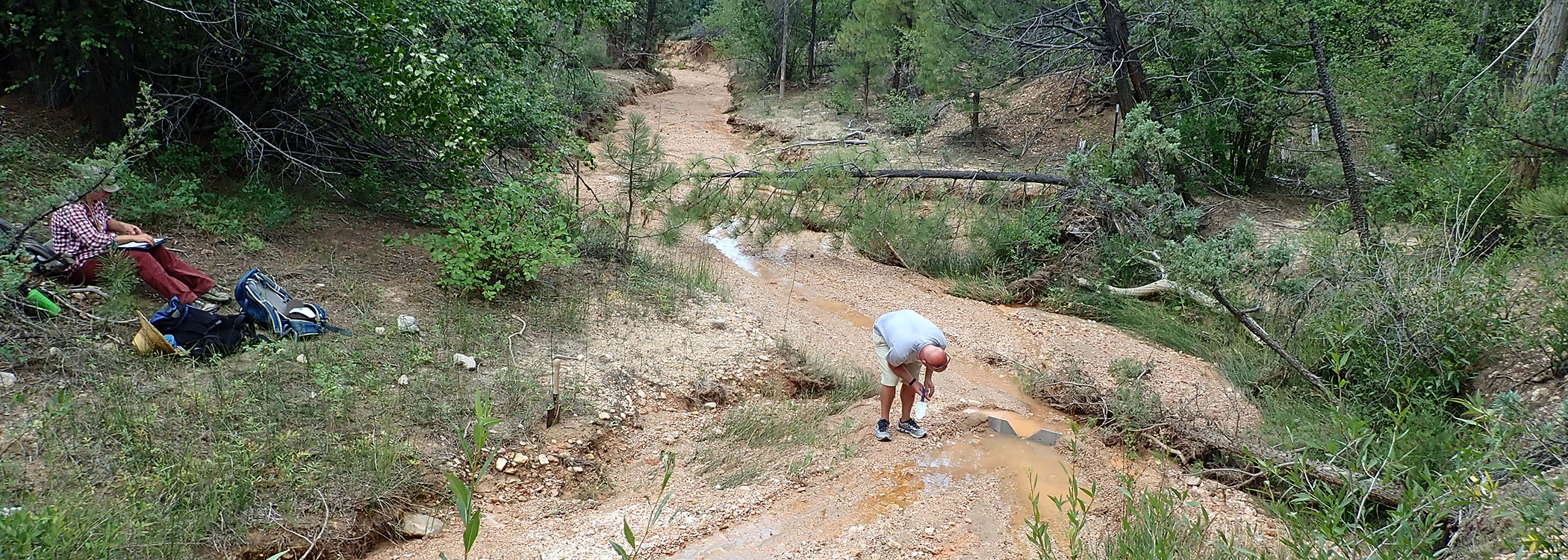 Person bends over in a shallow stream flowing through a riparian area.