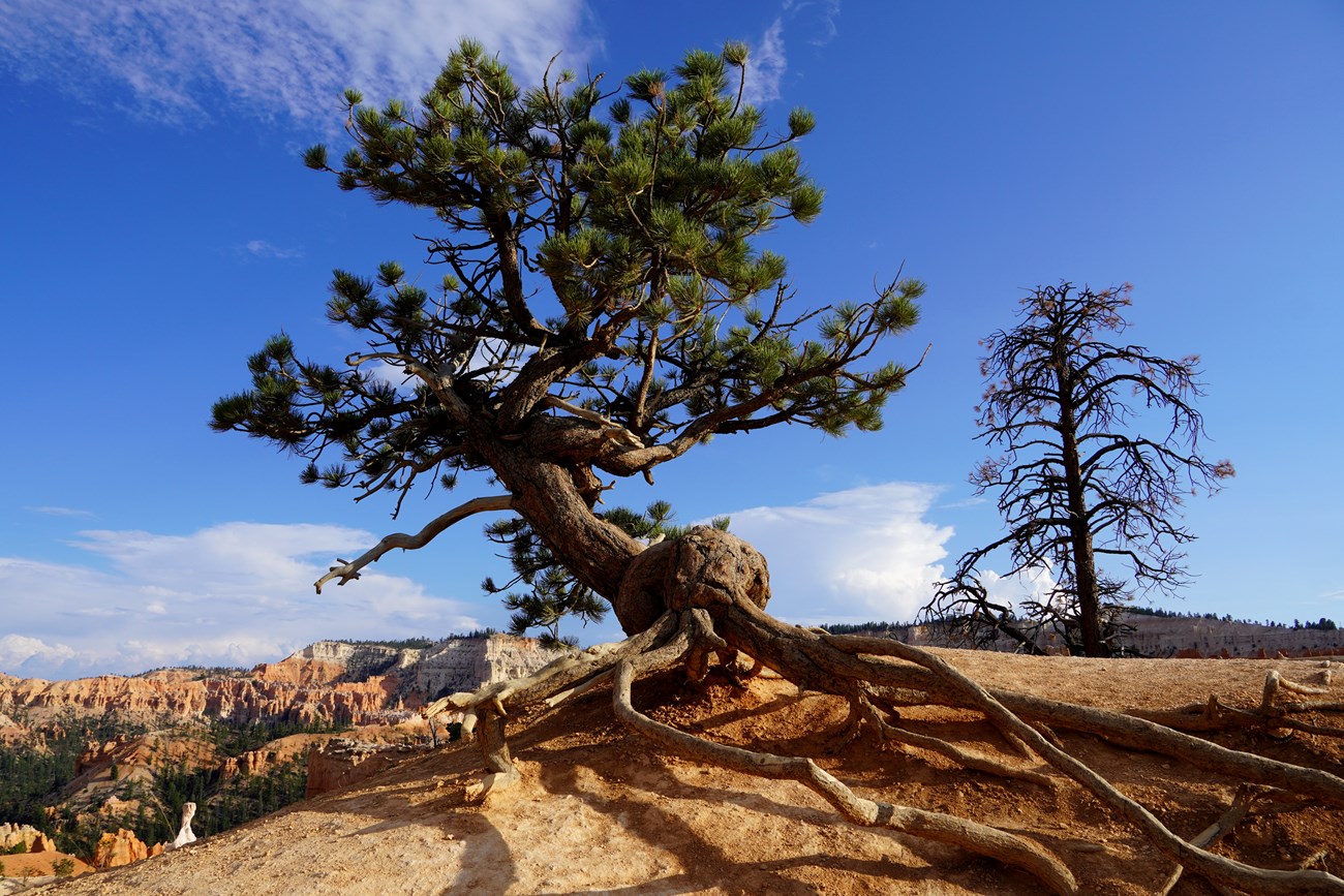 A lone pine tree grows on a canyon rim, its roots exposed. A hazy sunset glows in the background.