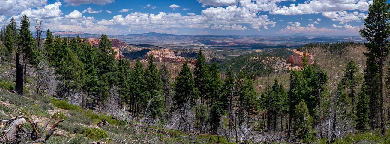 BRCA_Image_9_Original_HighRes A row of dark green conifers form a line across the foreground. Through the trees, in the background, orange canyon walls are visible under an expansive sky.