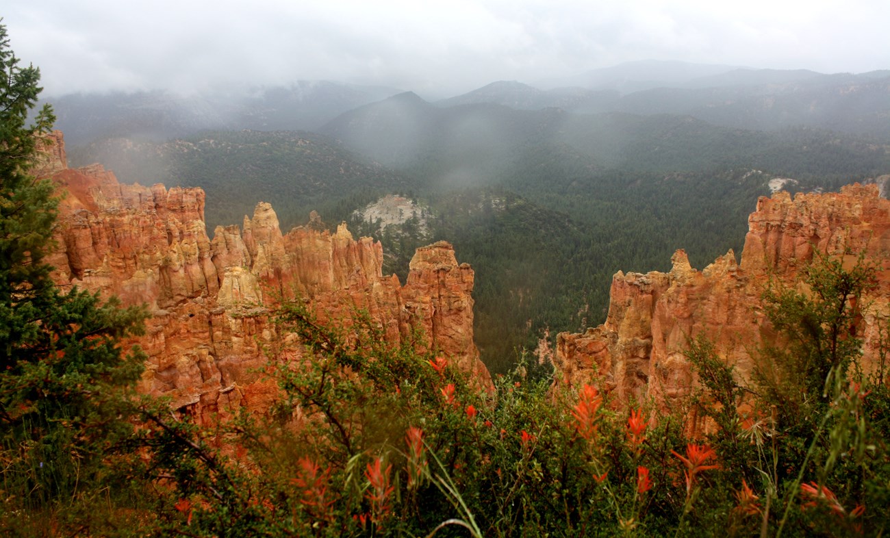 Low clouds bring showers to the forest and wildflowers in Bryce Canyon National Park. A foggy sky over orange hoodoos, pine trees and paintbrush flowers in foreground.