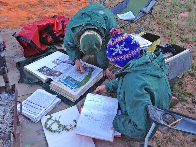 Two people consult books during plant identification