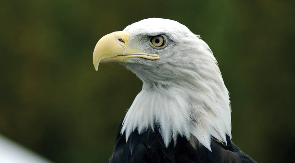 Close-up of a bald eagle with a white-feathered head, hooked yellow beak, and piercing eyes against a blurred green background.