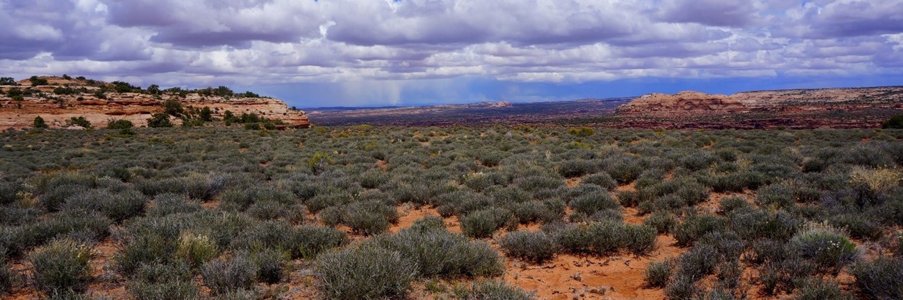 Scrubby blackbrush in red rock setting, Canyonlands National Park