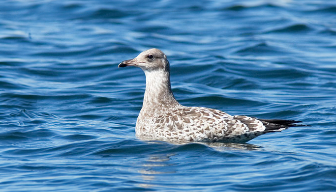 Speckled white bird floats in blue water. Speckled white bird floats in blue water.
