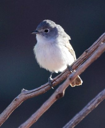 A small bird with grey head and white chest sits on a branch