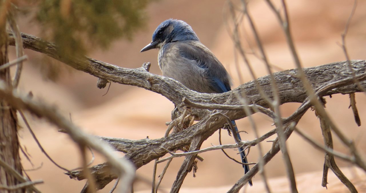 A stout bird with a blue head sits in branches