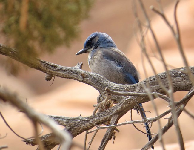 Stout bird with blue head sits in branches