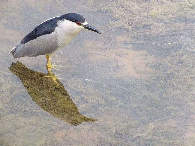 Black-crowned night heron standing in shallow water at Arches National Park.